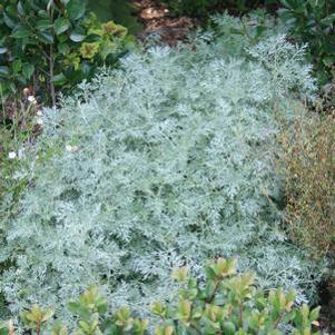 Artemisia arborescens x absinthium Powis Castle