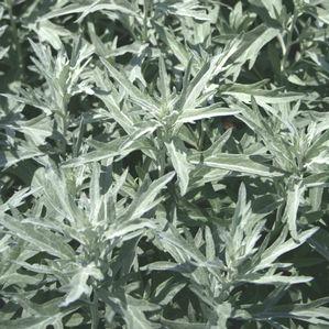 Artemisia ludoviciana Silver King
