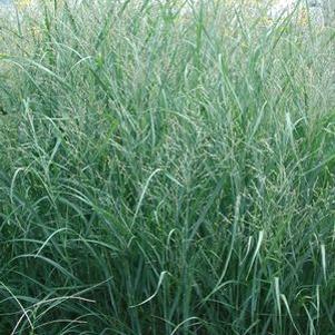Panicum virgatum Heavy Metal