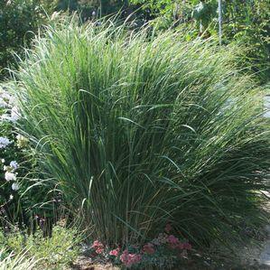 Panicum virgatum Northwind