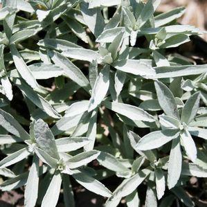 Artemisia ludoviciana Valerie Finnis