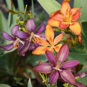 Pardancanda norrisii Dazzler