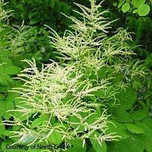 Aruncus dioicus 
