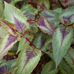 Persicaria microcephala Red Dragon