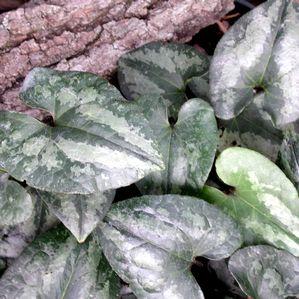 Asarum splendens Quicksilver