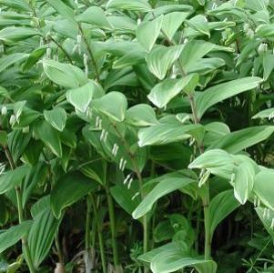 Polygonatum odoratum Variegatum