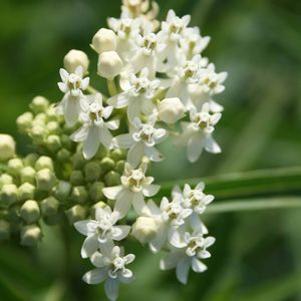 Asclepias incarnata Ice Ballet