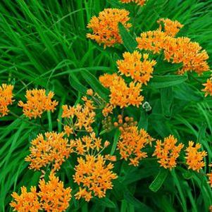 Asclepias tuberosa 