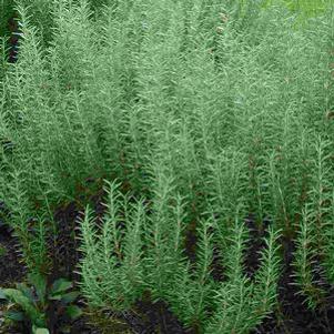 Rosmarinus officinalis Arp