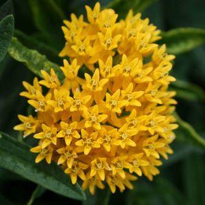 Asclepias tuberosa Hello Yellow