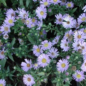 Aster (Symphyotrichum) dumosum Wood's Blue