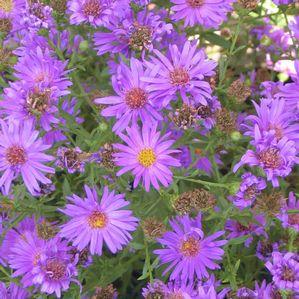 Aster (Symphyotrichum) dumosum Wood's Purple