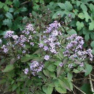 Aster (Symphyotrichum) cordifolium 