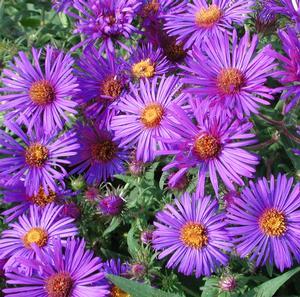 Aster (Symphyotrichum) novae-angliae Hella Lacy
