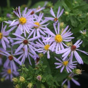 Aster (Symphyotrichum) oblongifolium Raydon's Favorite
