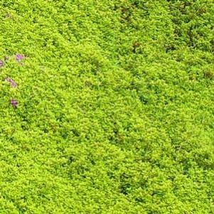 Thymus Archer's Gold