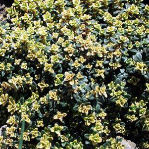 Thymus Doone Valley