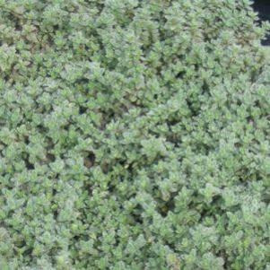 Thymus pseudolanuginosus 'Wooly'