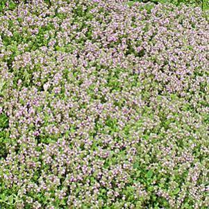 Thymus serpyllum Pink Chintz