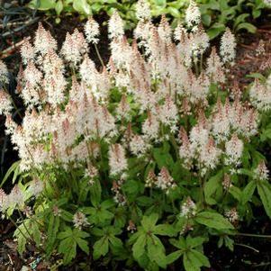 Tiarella Spring Symphony