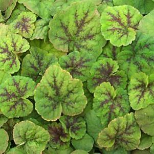 Tiarella cordifolia Running Tapestry