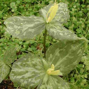 Trillium luteum 