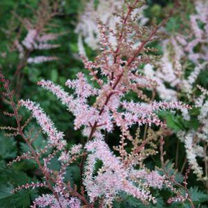 Astilbe Delft Lace