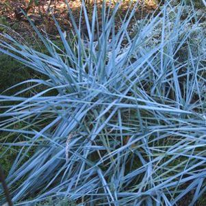 Elymus arenarius Blue Dune