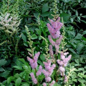Astilbe chinensis Purpurkerze