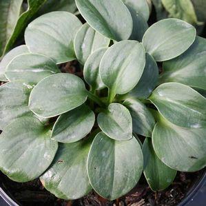 Hosta Blue Mouse Ears