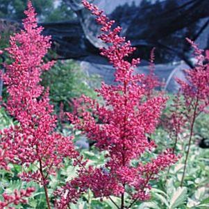 Astilbe japonica Montgomery