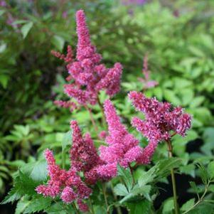 Astilbe arendsii Gloria Purpurea
