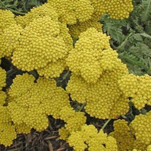 Achillea Moonshine