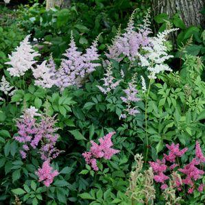 Astilbe japonica Pastel Perfection