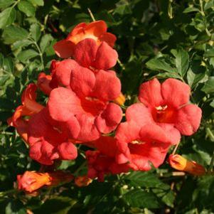 Campsis radicans 