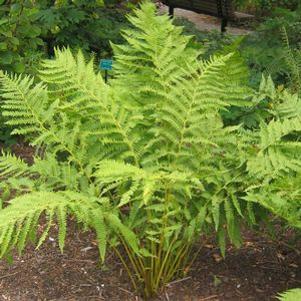 Athyrium filix-femina 