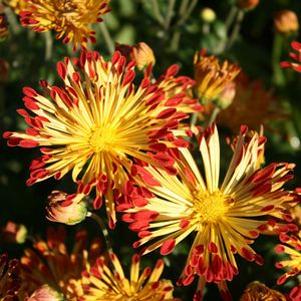 Chrysanthemum (Dendranthema) Matchsticks