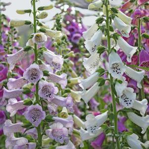 Digitalis purpurea Camelot Mix