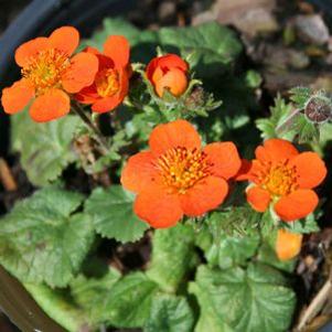 Geum coccineum Koi