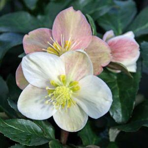 Helleborus Cinnamon Snow