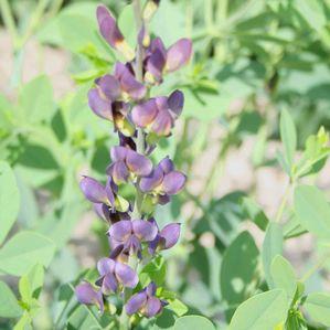 Baptisia Twilight Prairie Blues