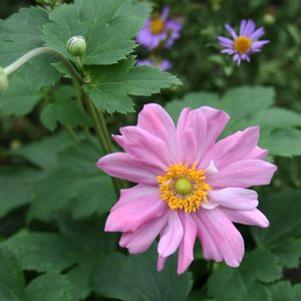 Anemone hupehensis Pretty Lady Emily