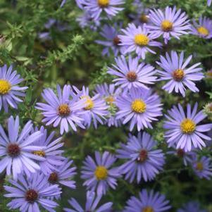 Aster (Symphyotrichum) oblongifolium October Skies