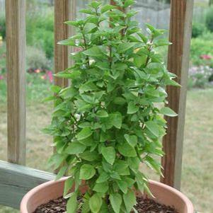 Basil Greek Columnar