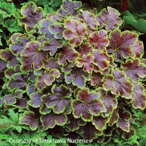 Heucherella Solar Eclipse