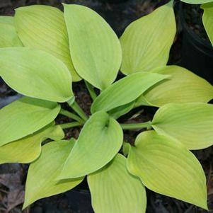 Hosta City Lights