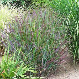 Panicum virgatum Cheyenne Sky