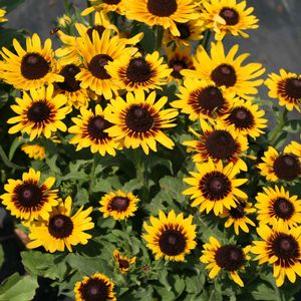 Rudbeckia hirta Denver Daisy