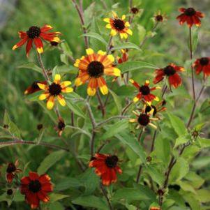 Rudbeckia triloba Prairie Glow