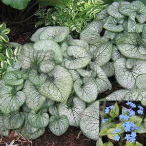 Brunnera macrophylla Jack Frost